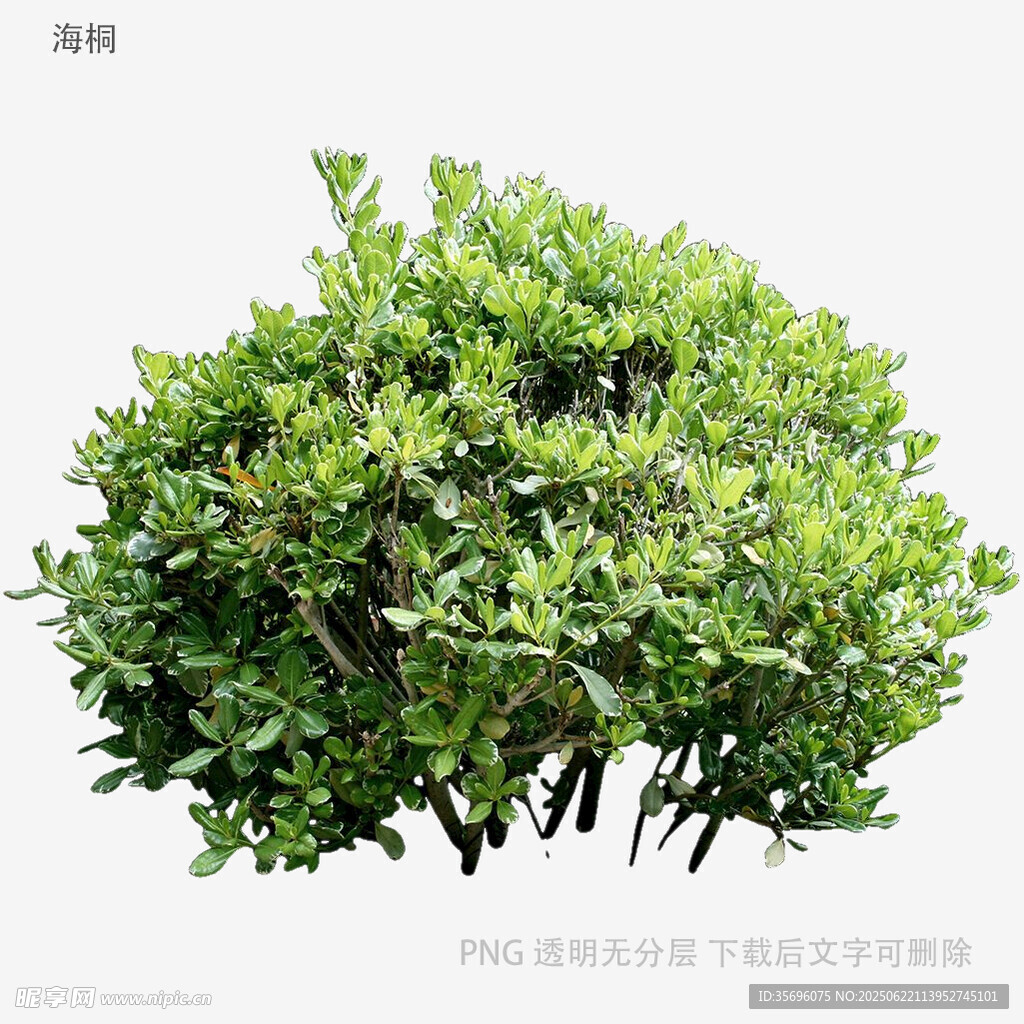 翠绿繁茂的灌木植物