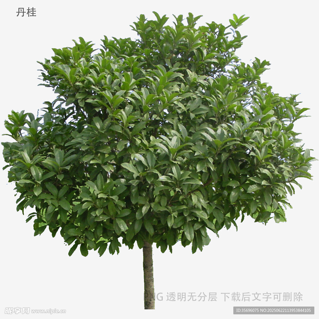 单棵绿叶繁茂的景观树