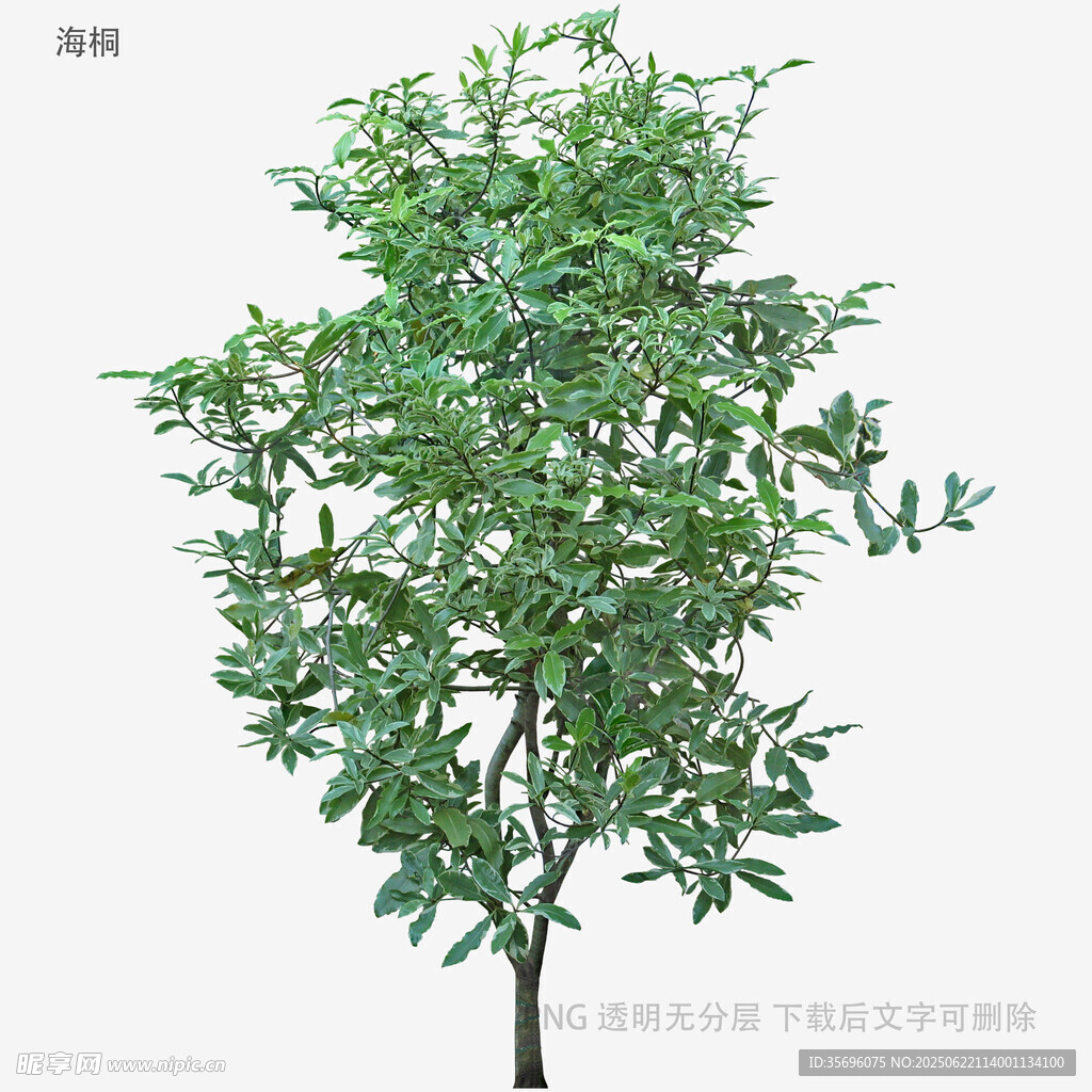 绿叶繁茂的单棵树木