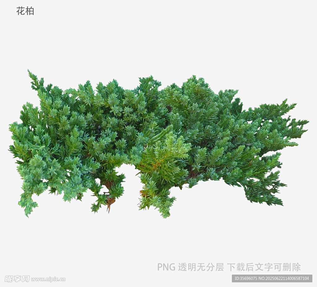 翠绿丛生植物景观