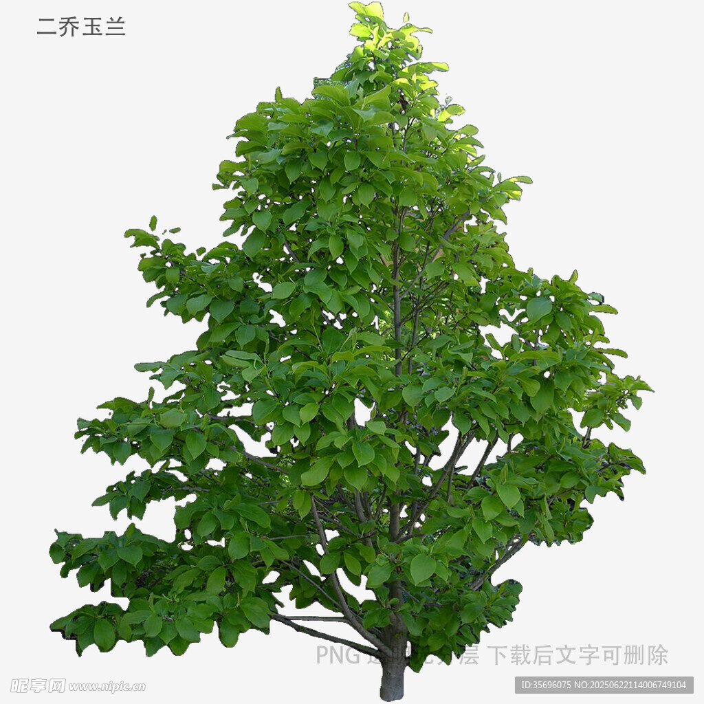绿叶繁茂的高大树木