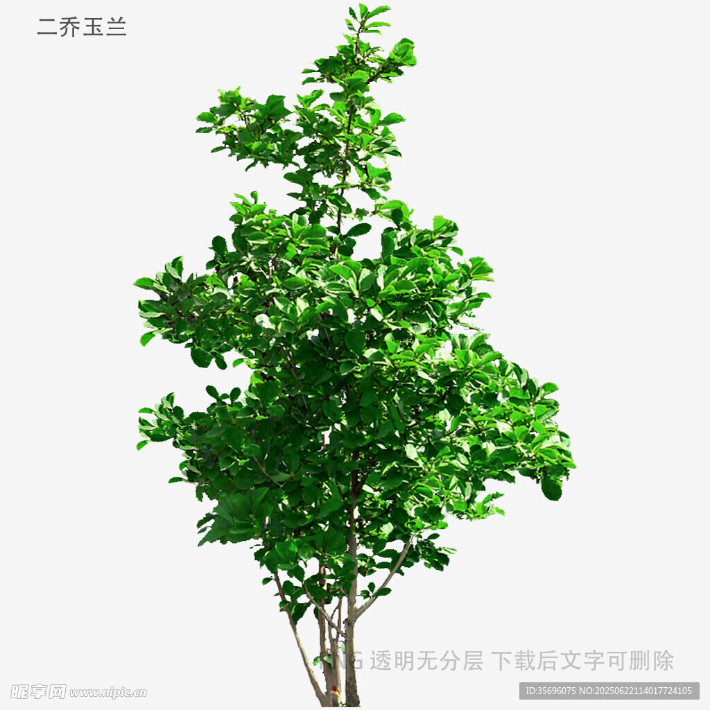 单棵绿色树木3D模型