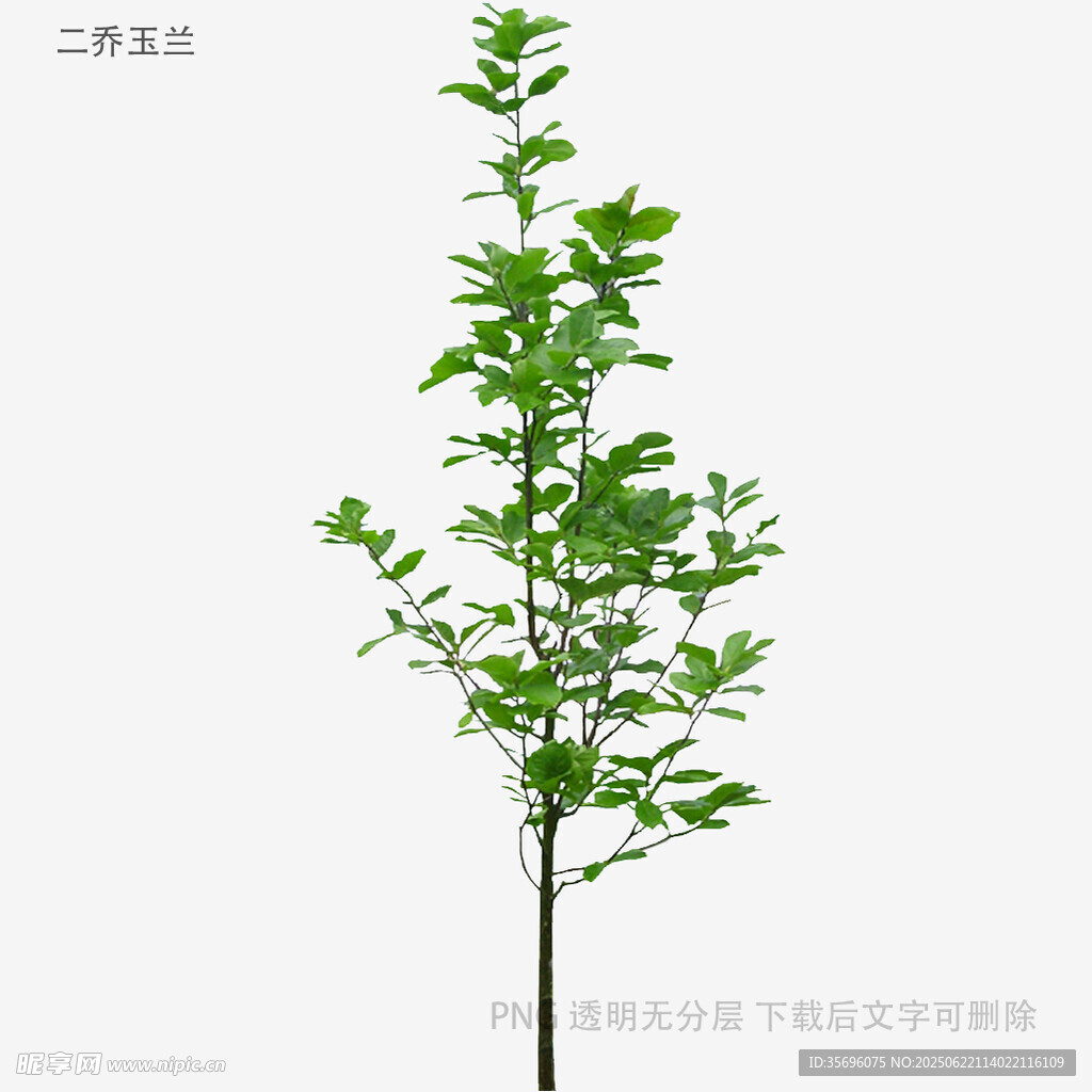 单株绿叶植物展示