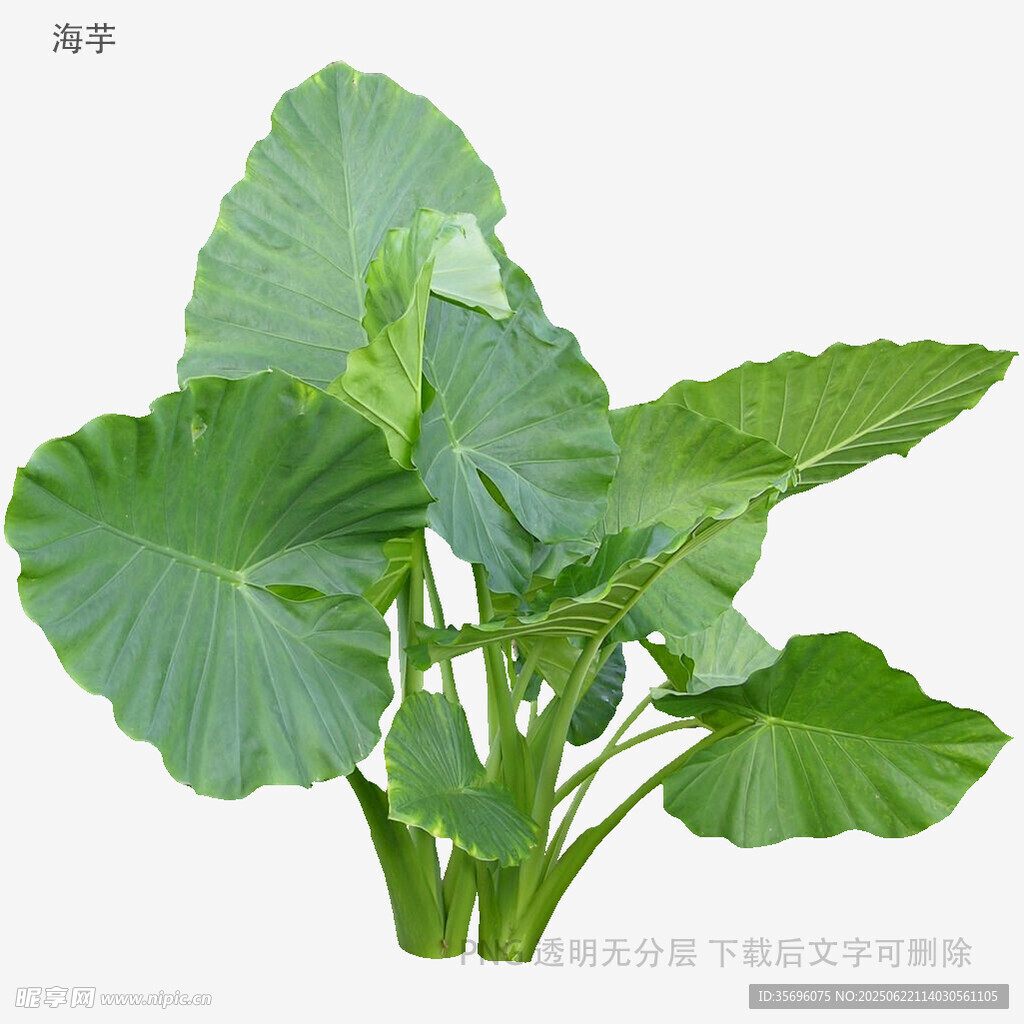 植物