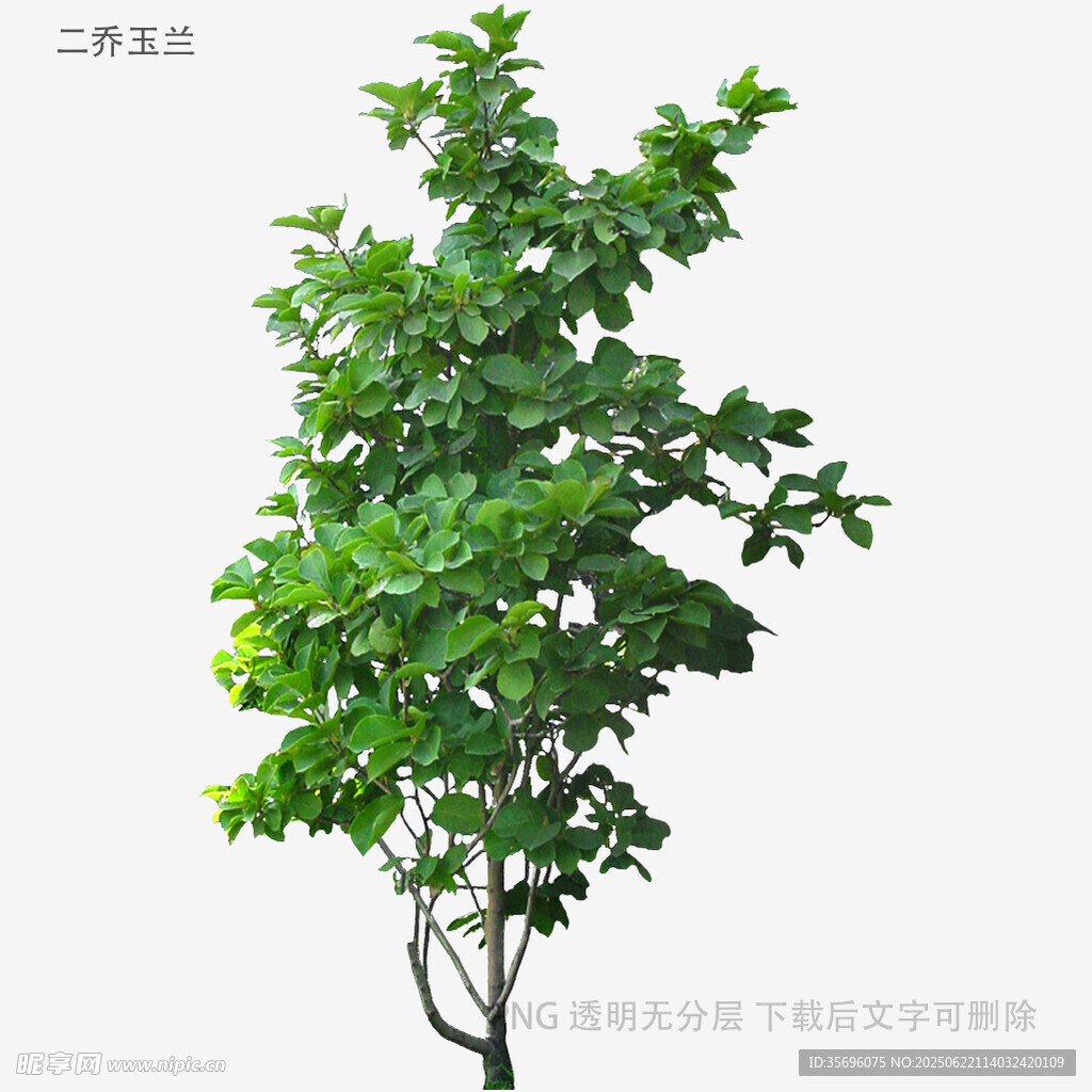 绿叶繁茂的单棵树木