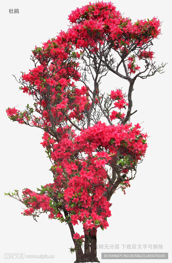盛开的红色繁花树