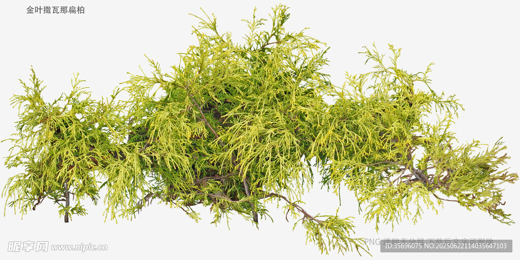 翠绿松针植物特写