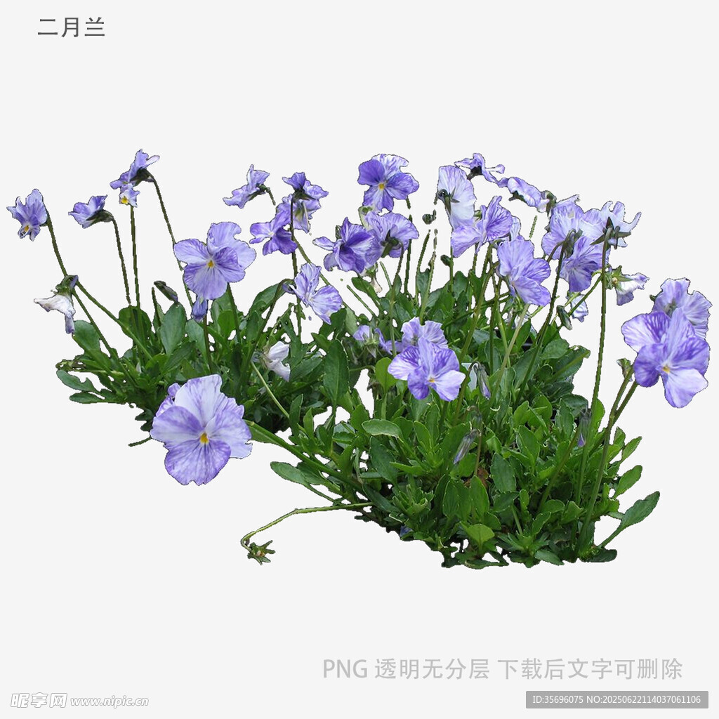 紫色三色堇花卉特写