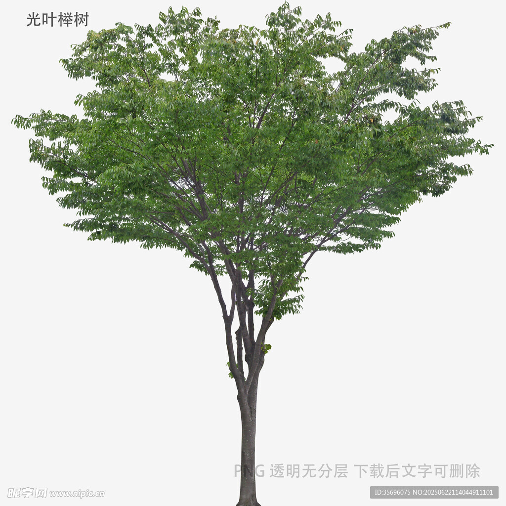 单棵绿树3D模型展示