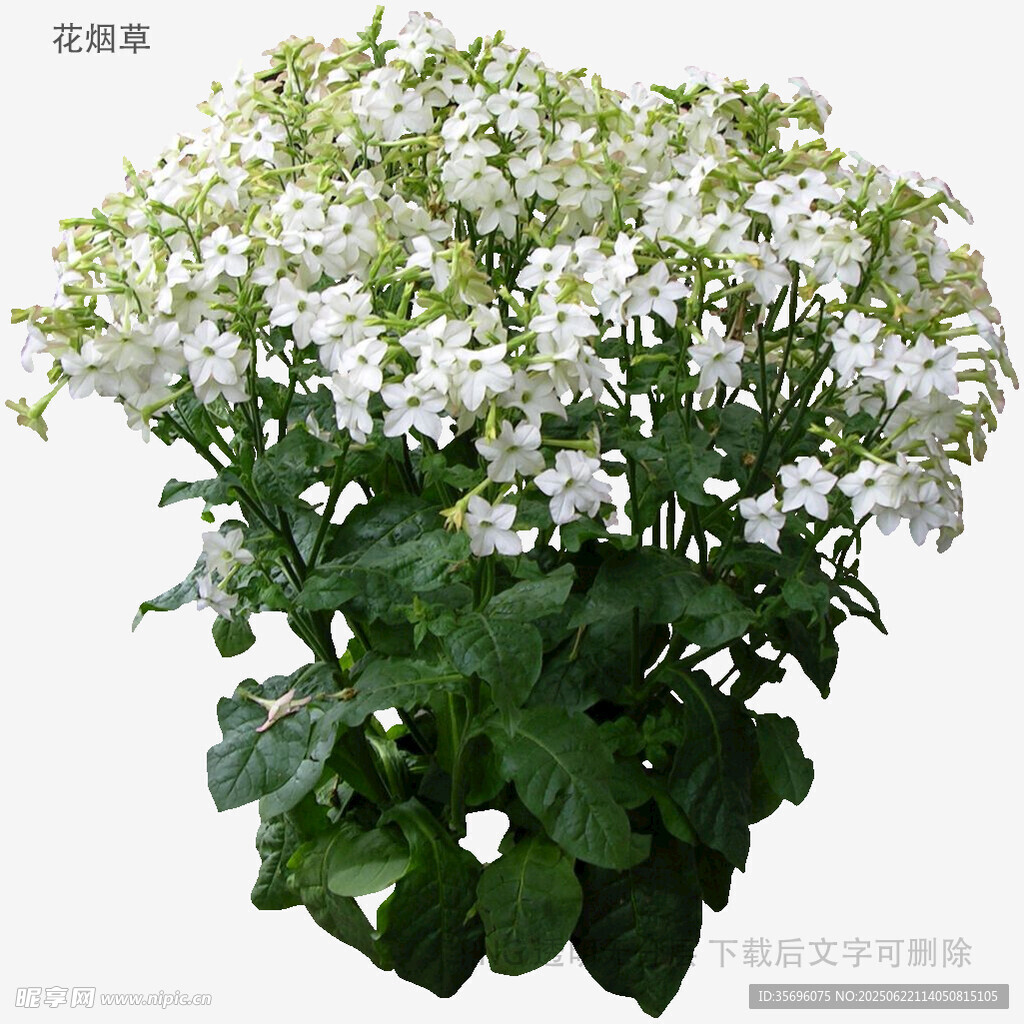 白色花卉盆栽