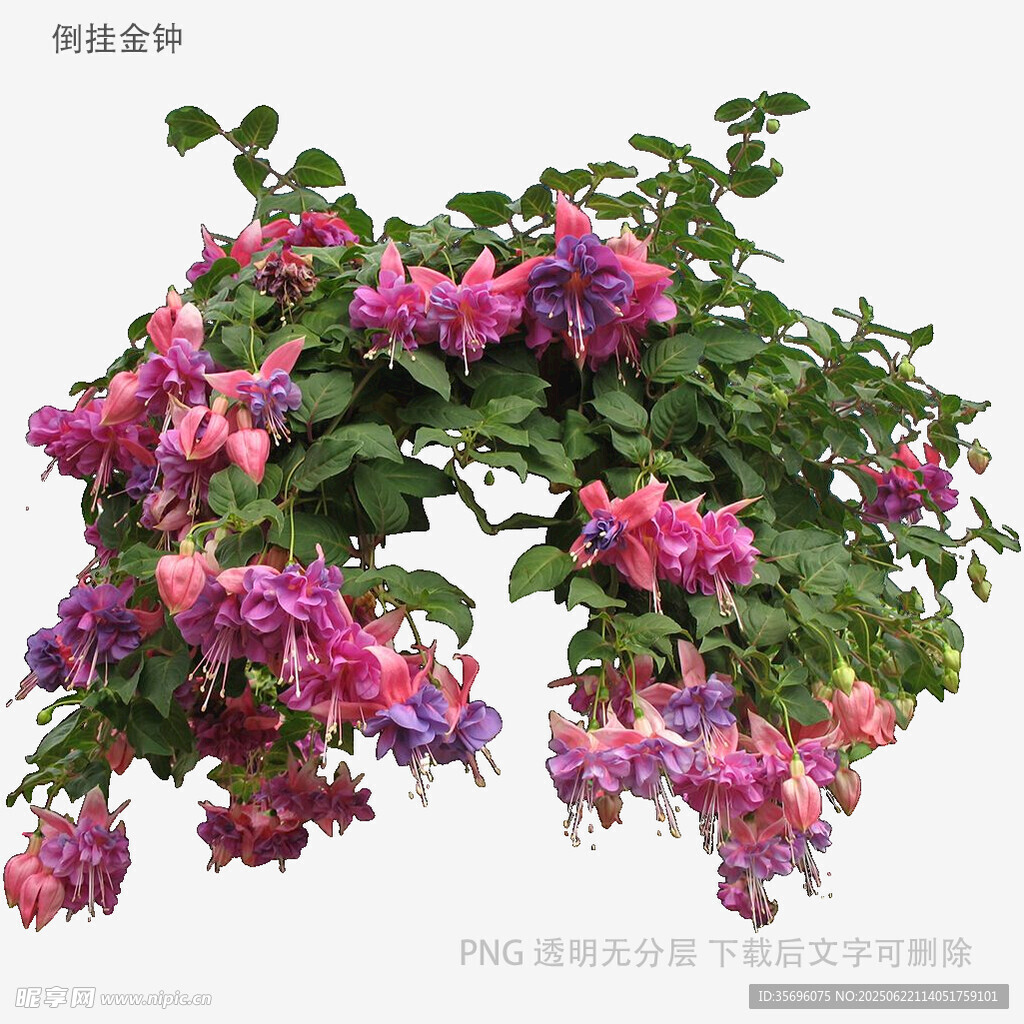 垂吊紫粉色花卉植物景观