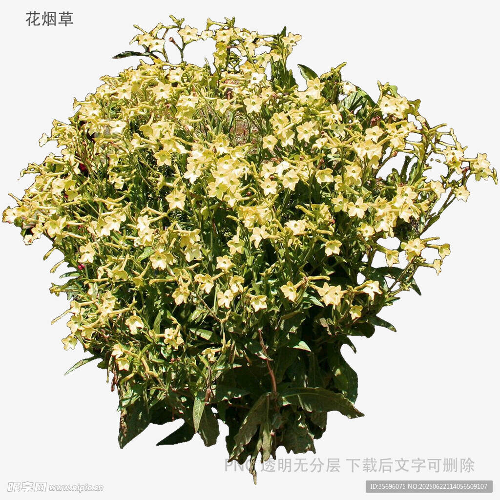 黄色花卉植物特写