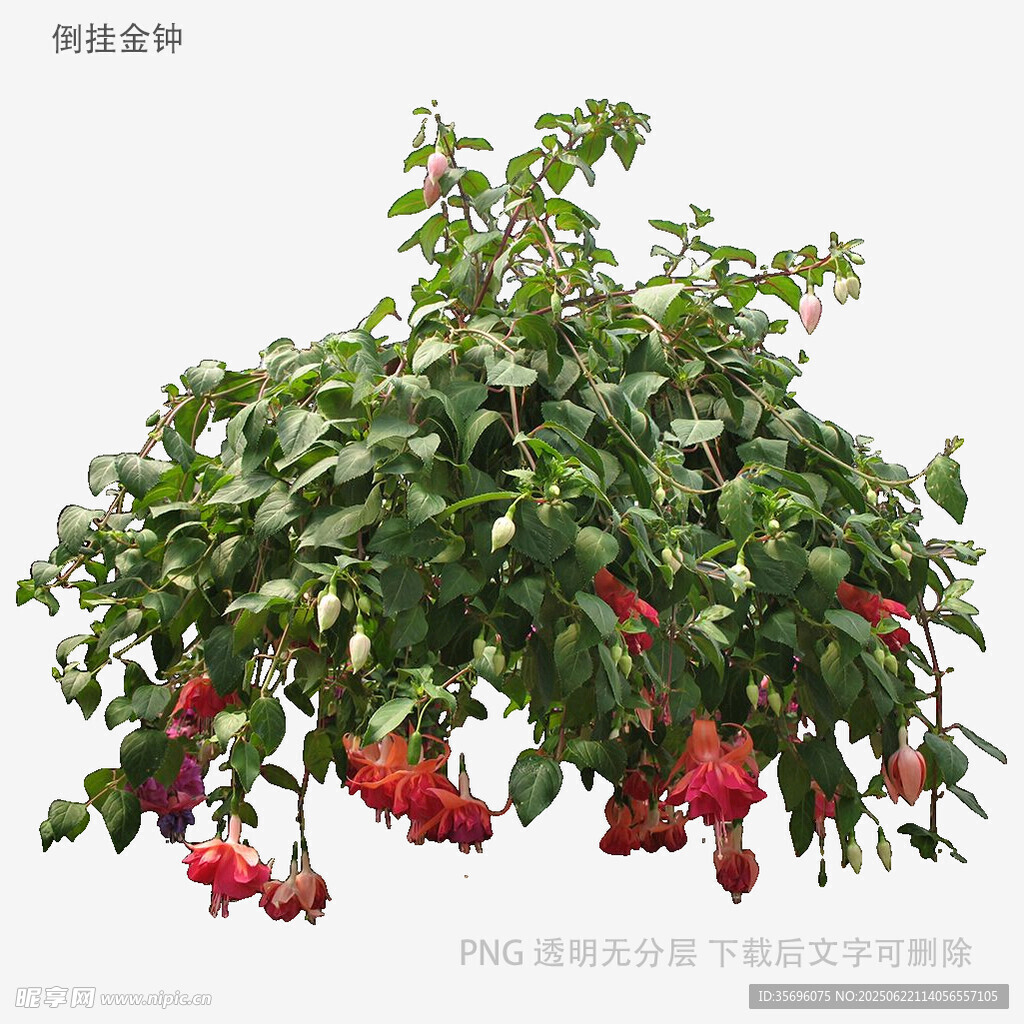 垂吊倒挂金钟盆栽植物