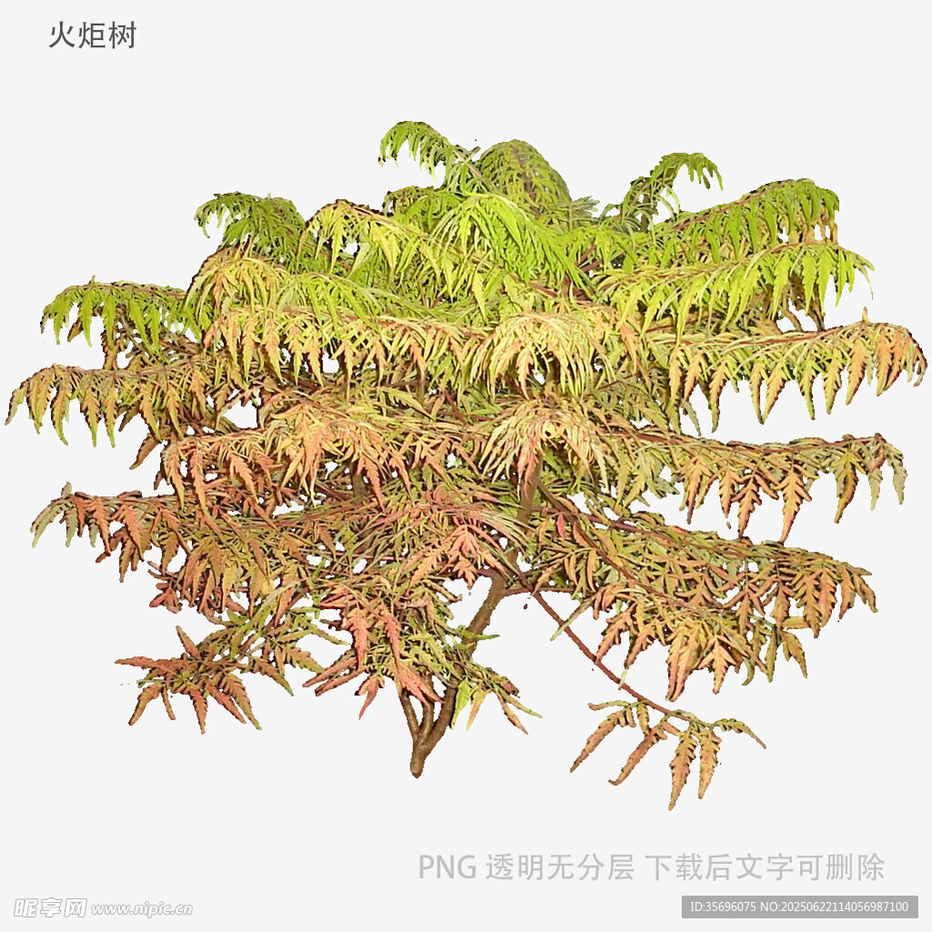 多彩树叶植物插画