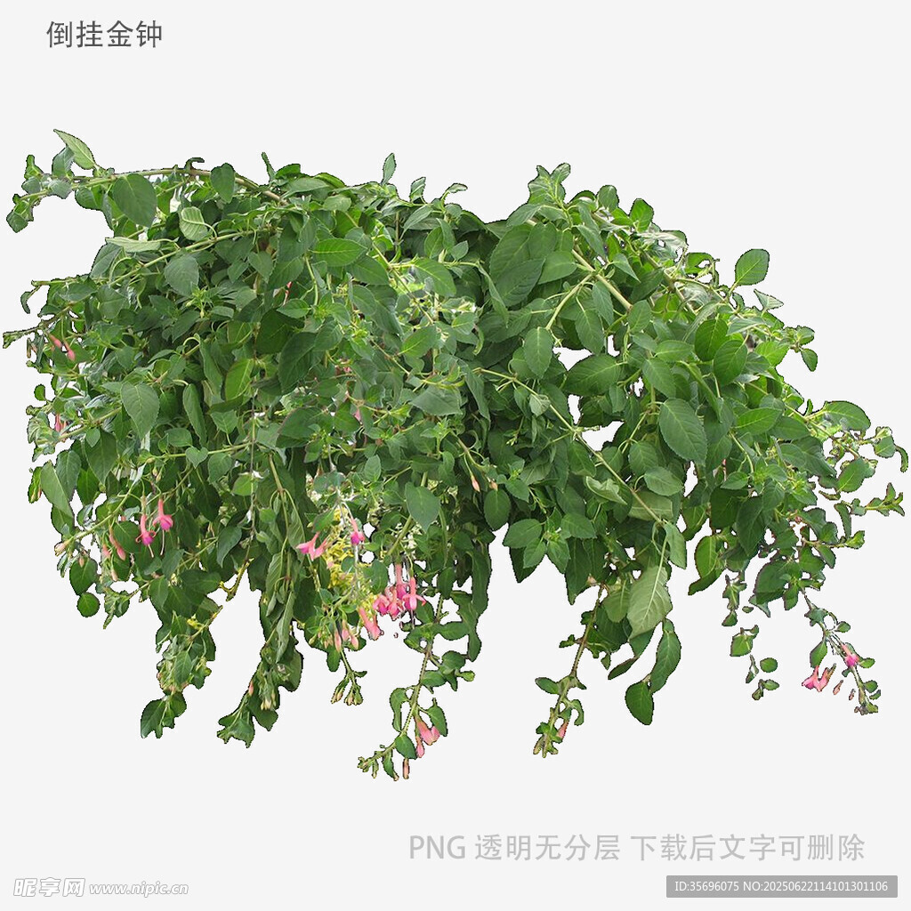 植物