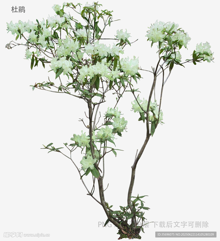 白花绿植盆栽特写