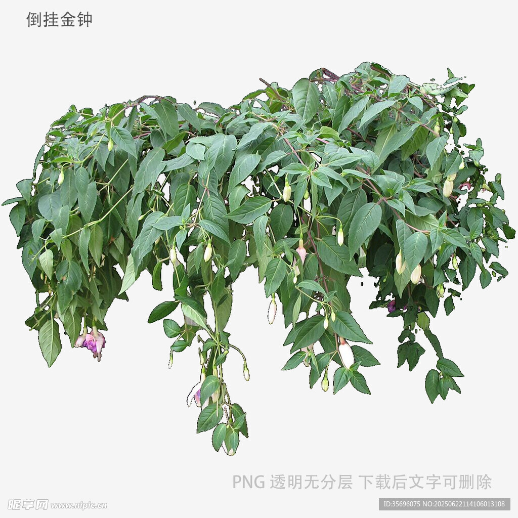 垂吊绿植仙人掌盆栽