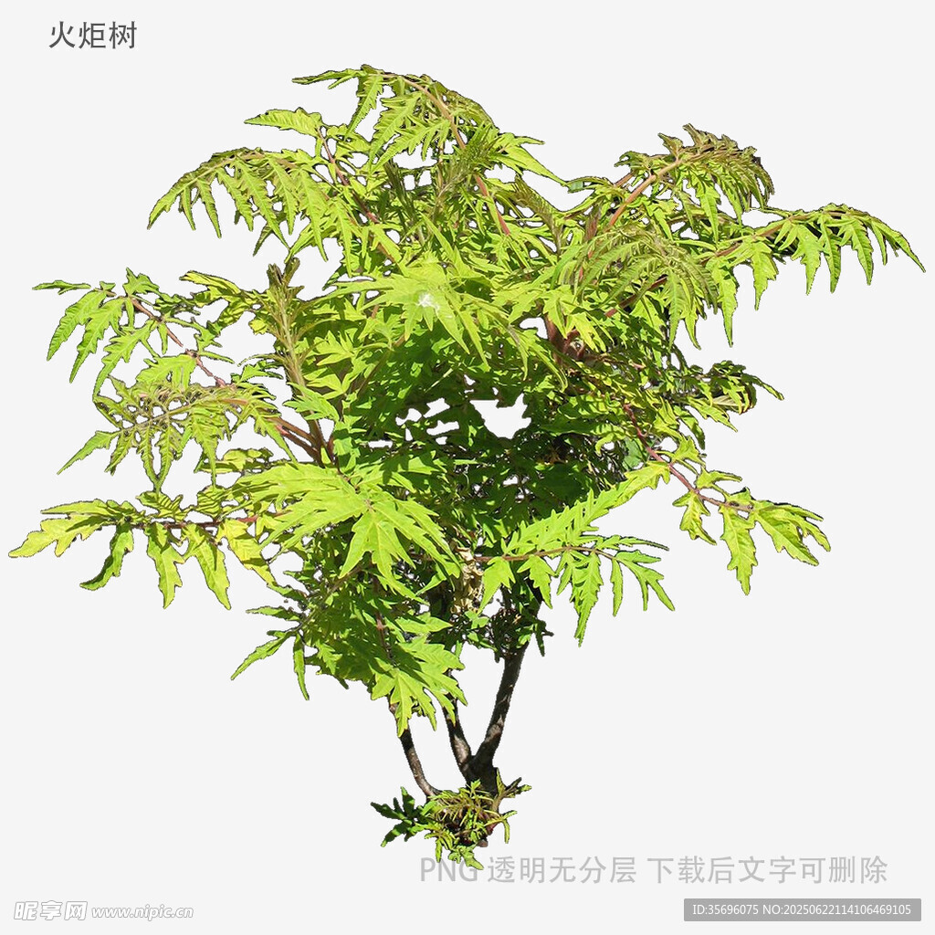植物
