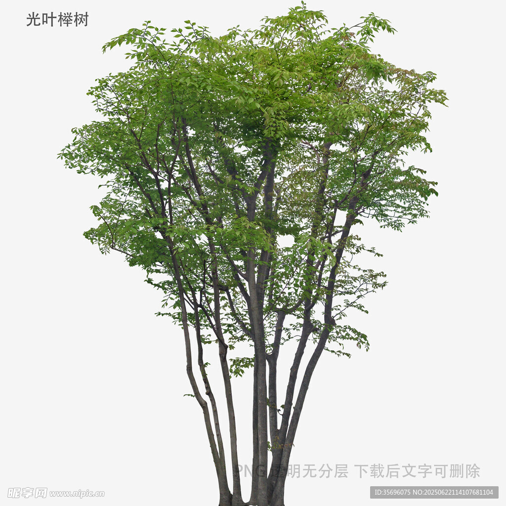 单株绿树特写