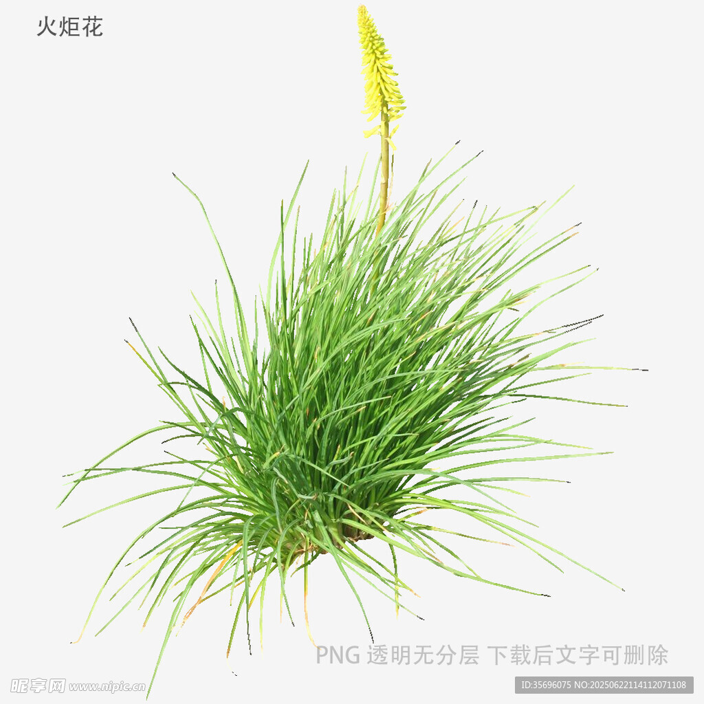 植物