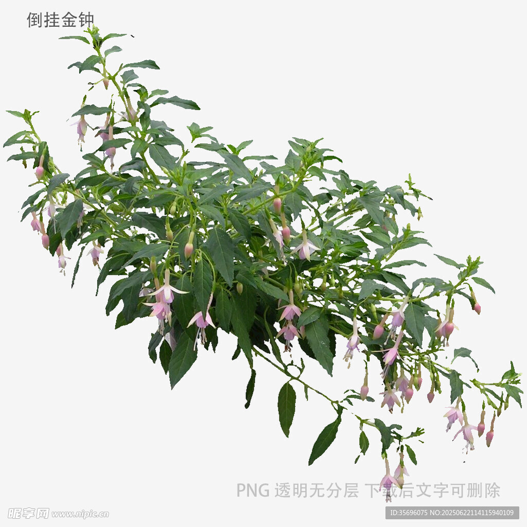 垂吊粉色花朵绿植3D模型
