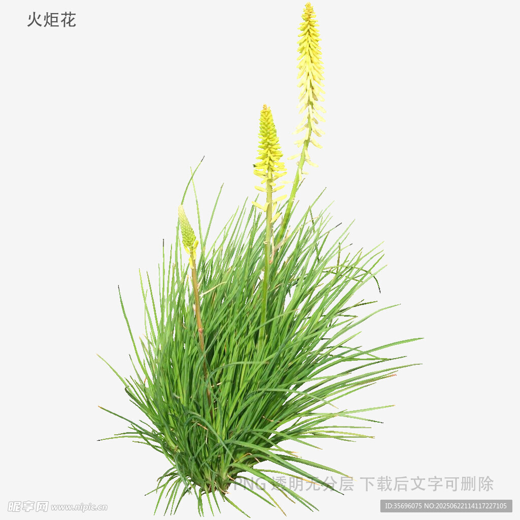 绿色狐尾草植物特写