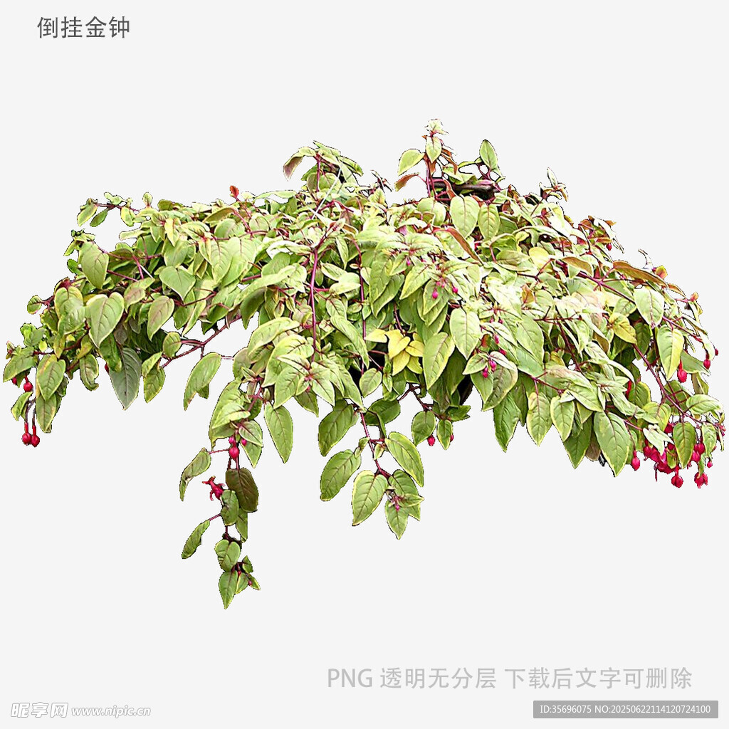 垂挂绿植带红果景观