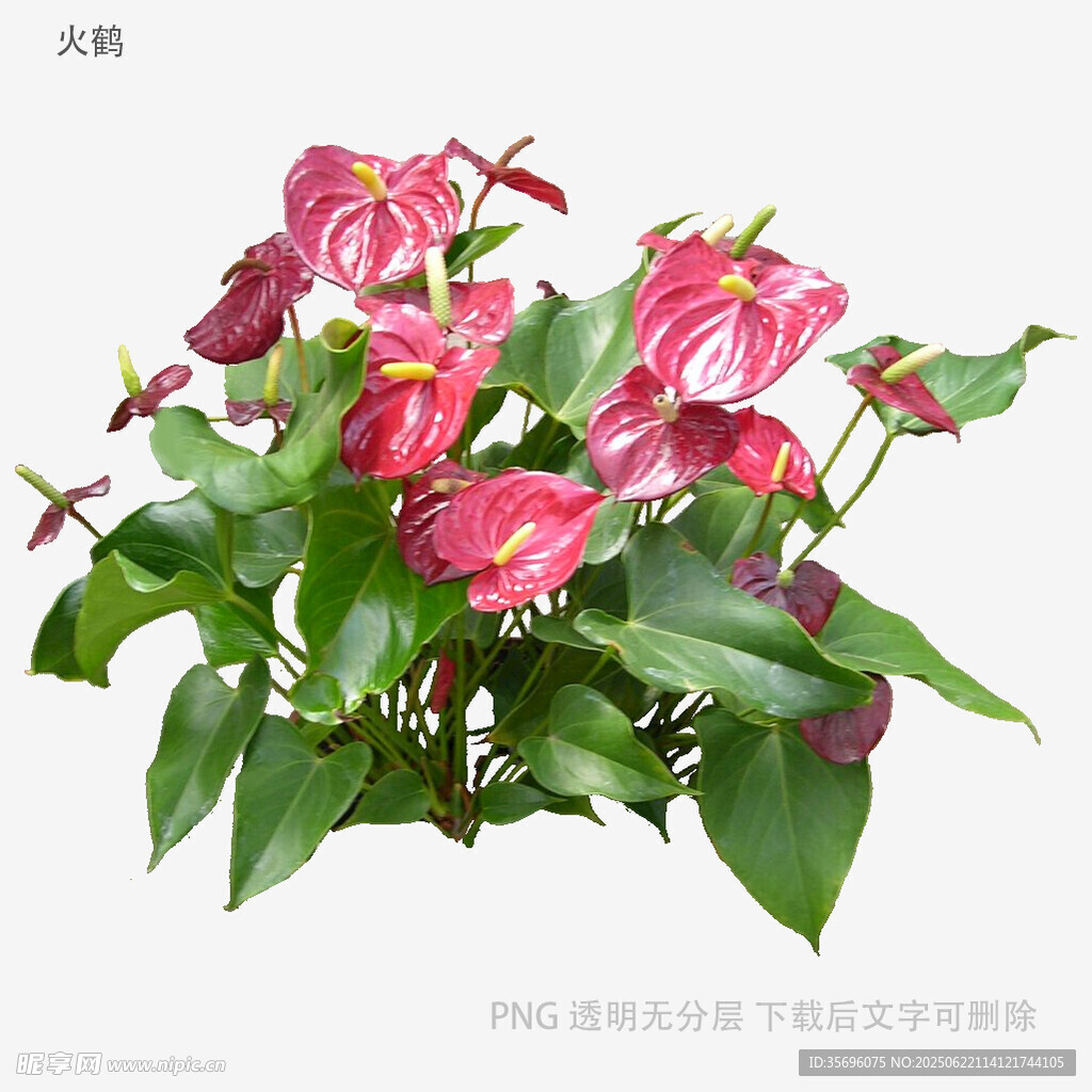 艳丽红掌盆栽花卉植物