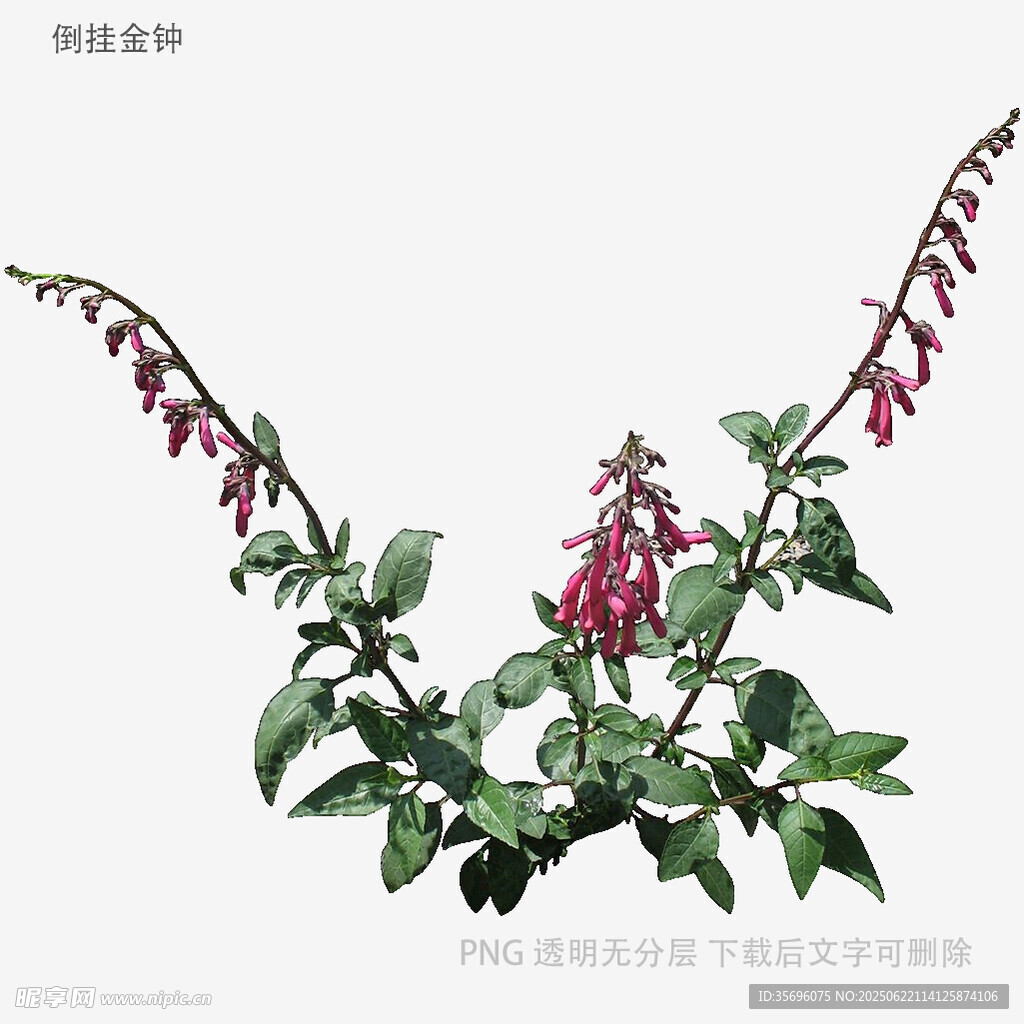 垂吊鼠尾草花卉特写