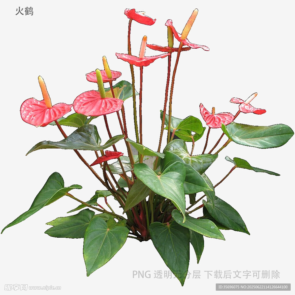 粉色红掌盆栽植物花卉