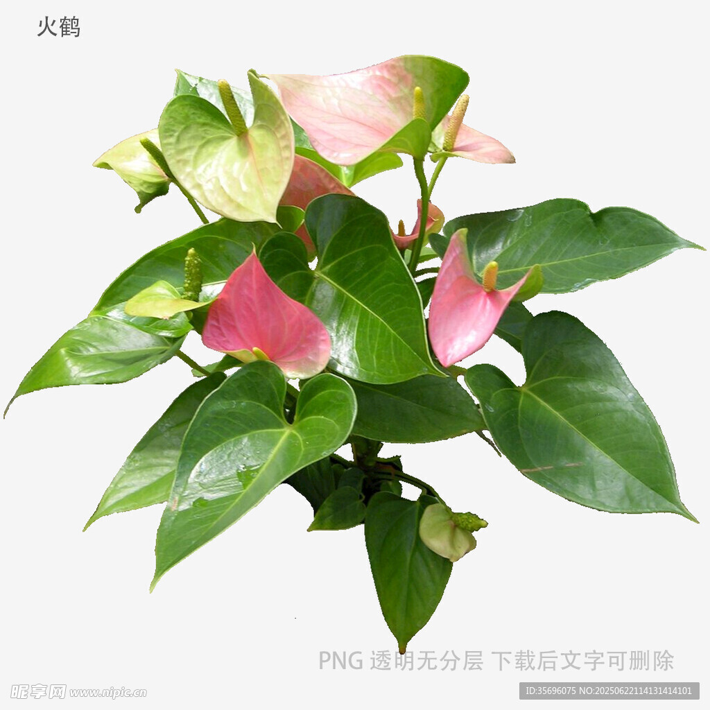 粉掌花卉植物特写