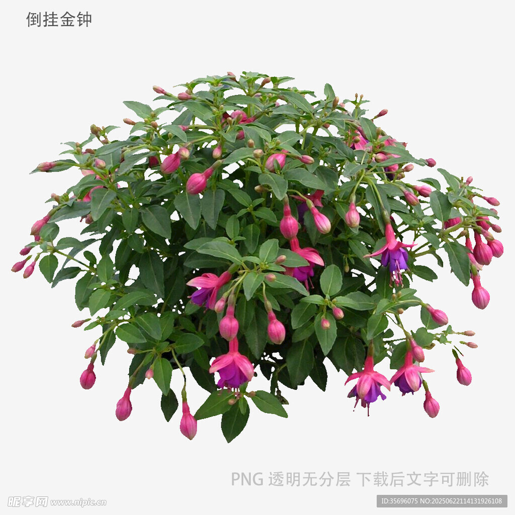 垂吊倒挂金钟盆栽花卉