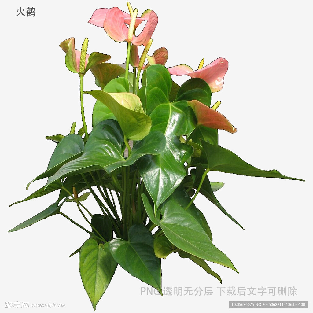 粉色红掌盆栽植物