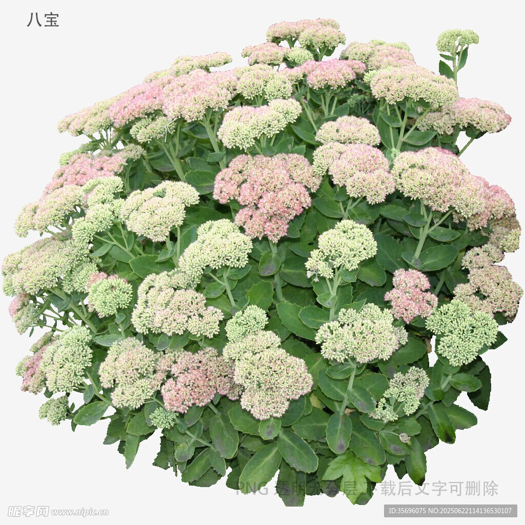 植物