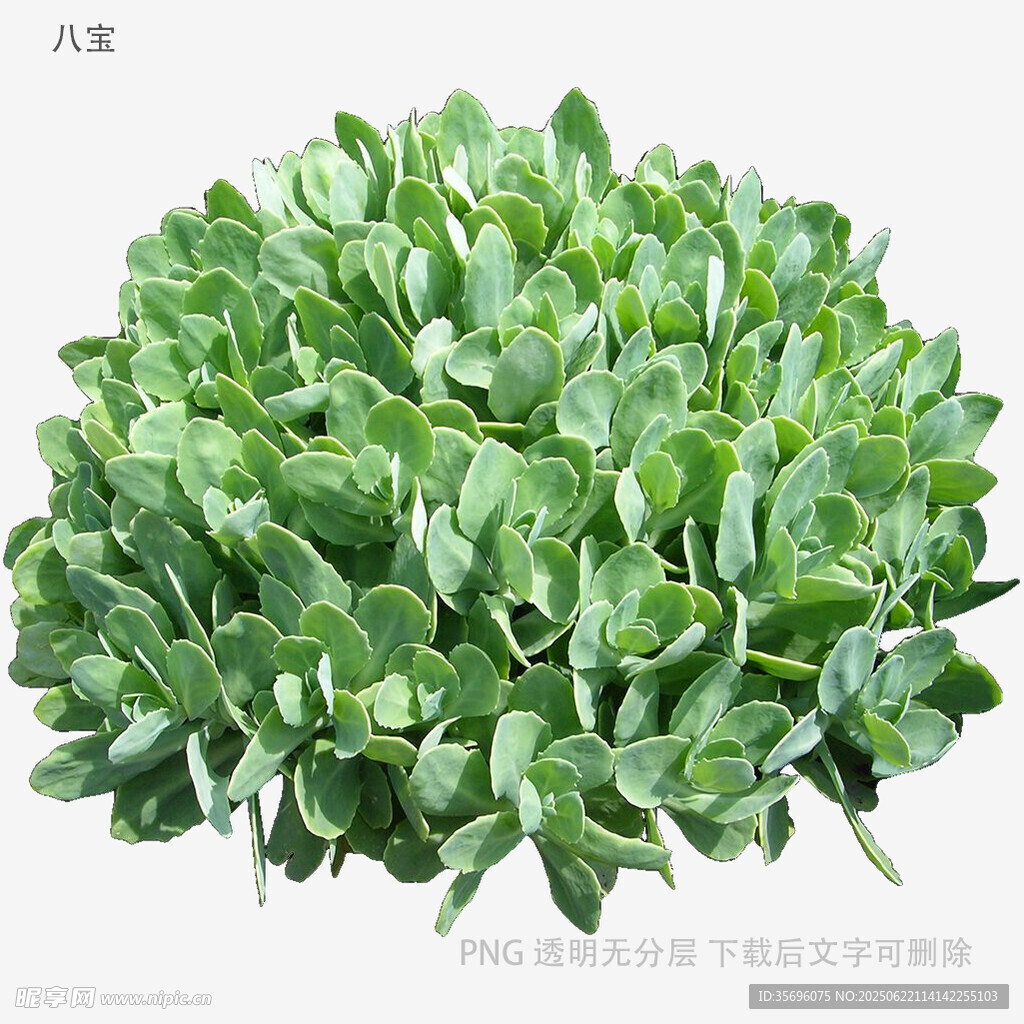 翠绿茂盛的养心菜植株