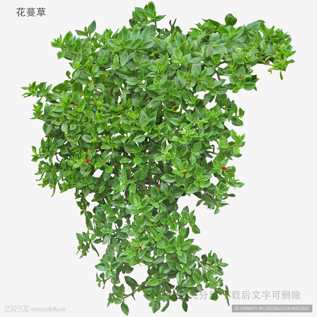 垂挂绿植3D模型