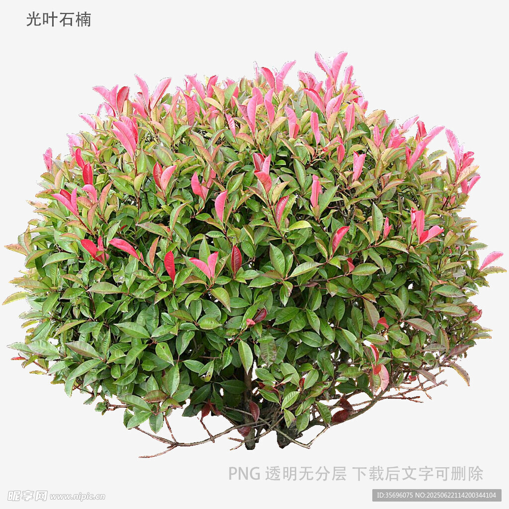 粉色花卉绿植盆栽