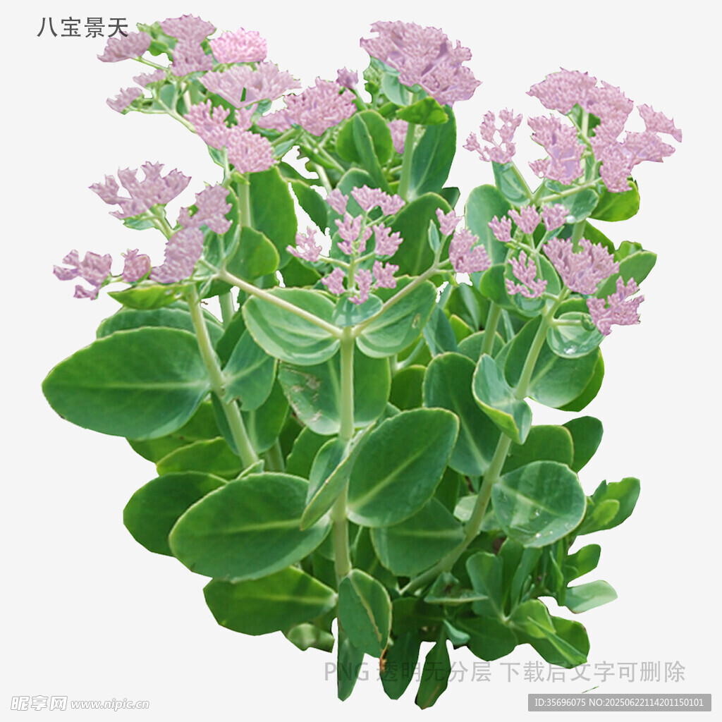 粉色八宝景天花卉植物