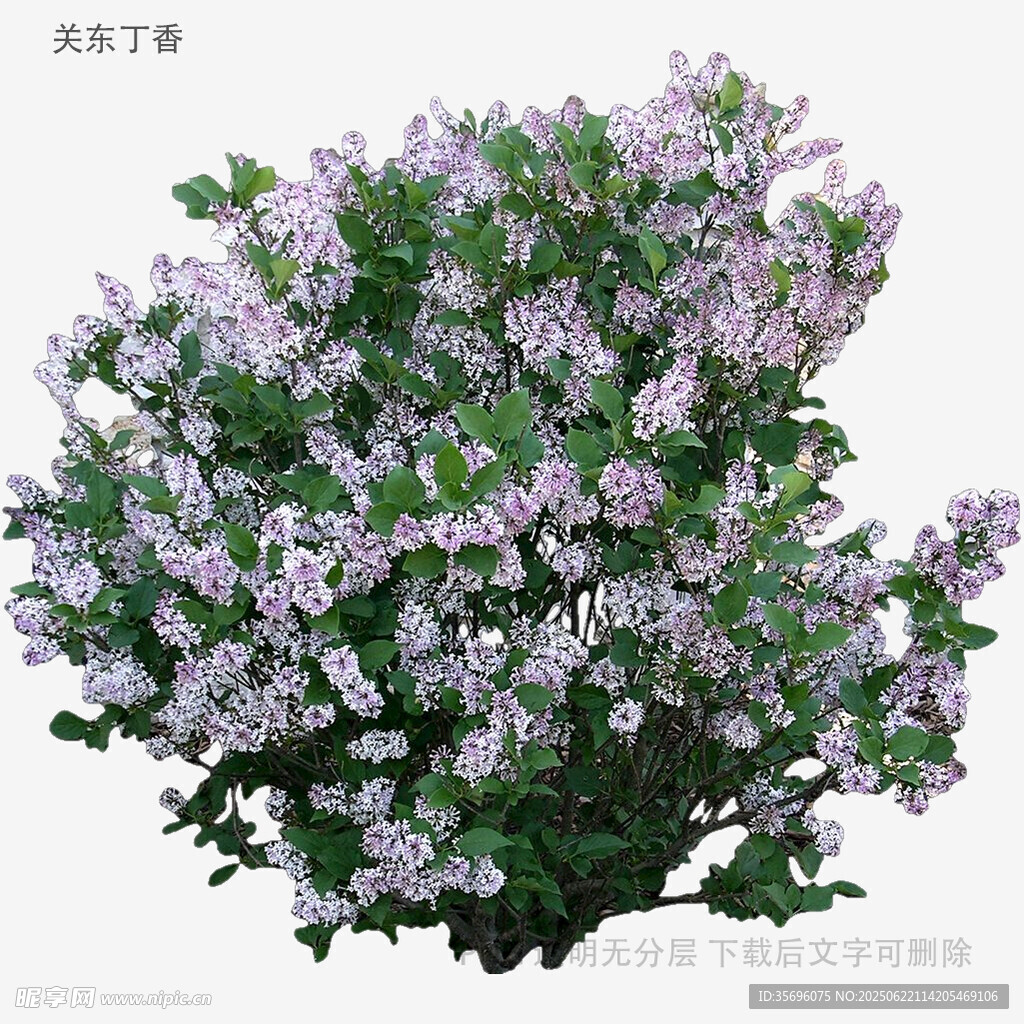 盛开的紫色花丛