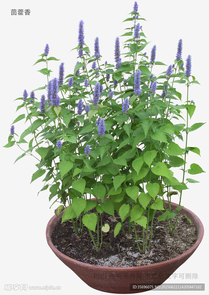 盆栽蓝花鼠尾草