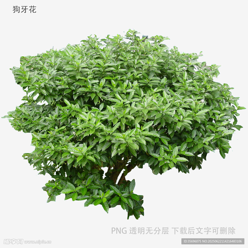 茂盛绿植盆栽