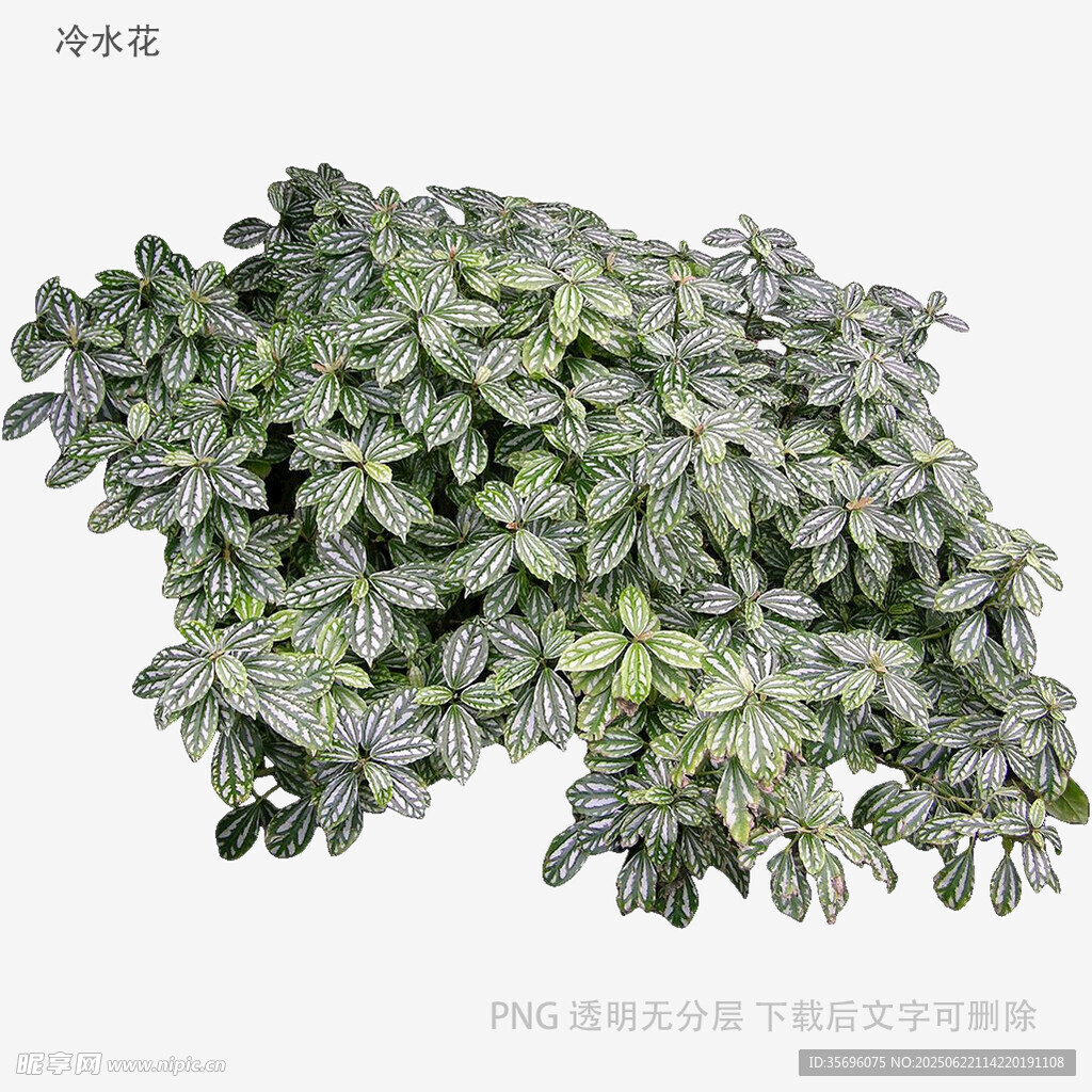 翠绿多肉植物特写