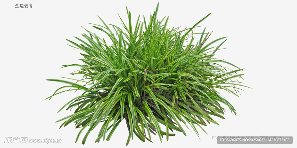 翠绿丛生草本植物