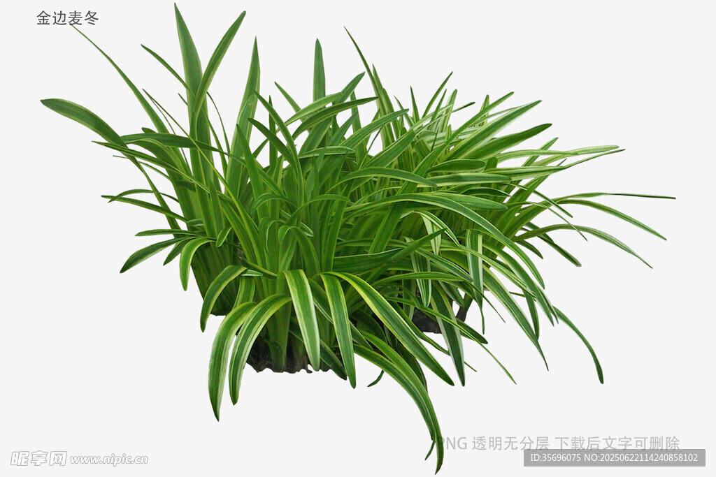 翠绿丛生草本植物3D模型