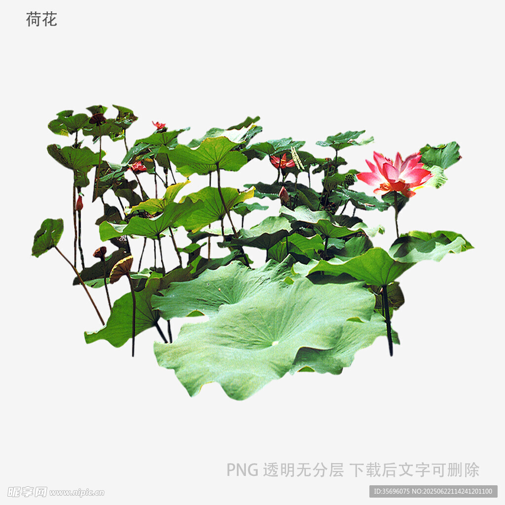 水墨风荷花荷叶插画