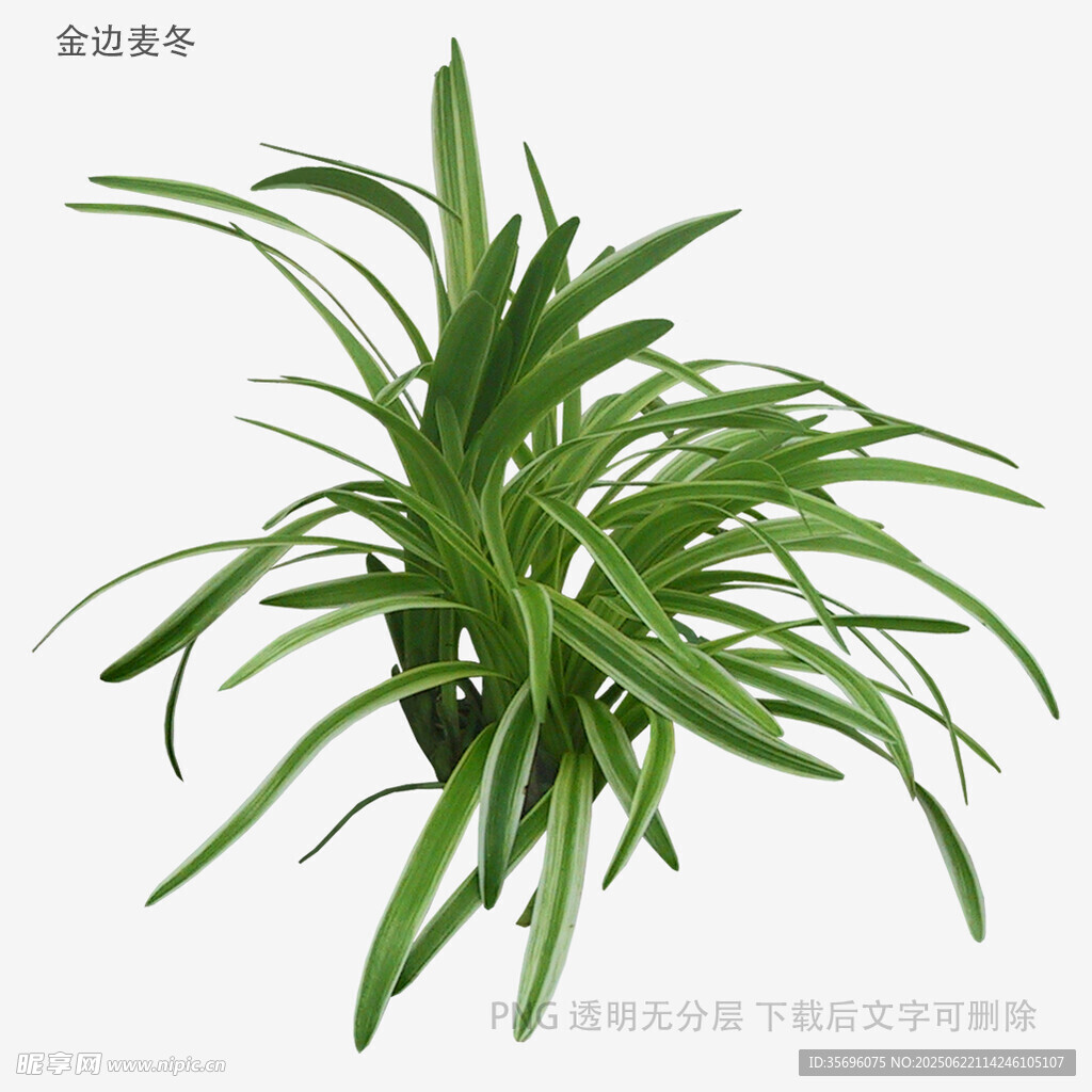 植物