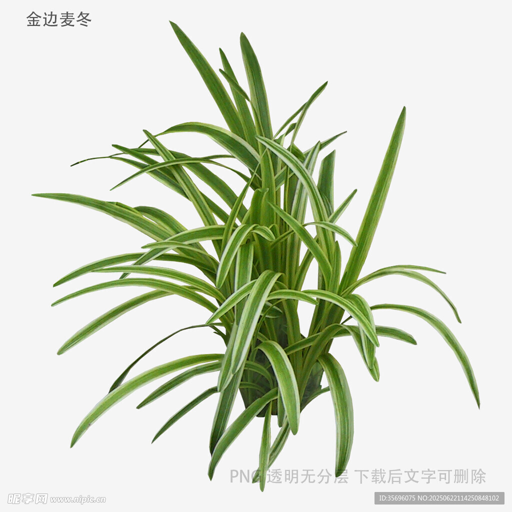 翠绿金边吊兰清新植物图