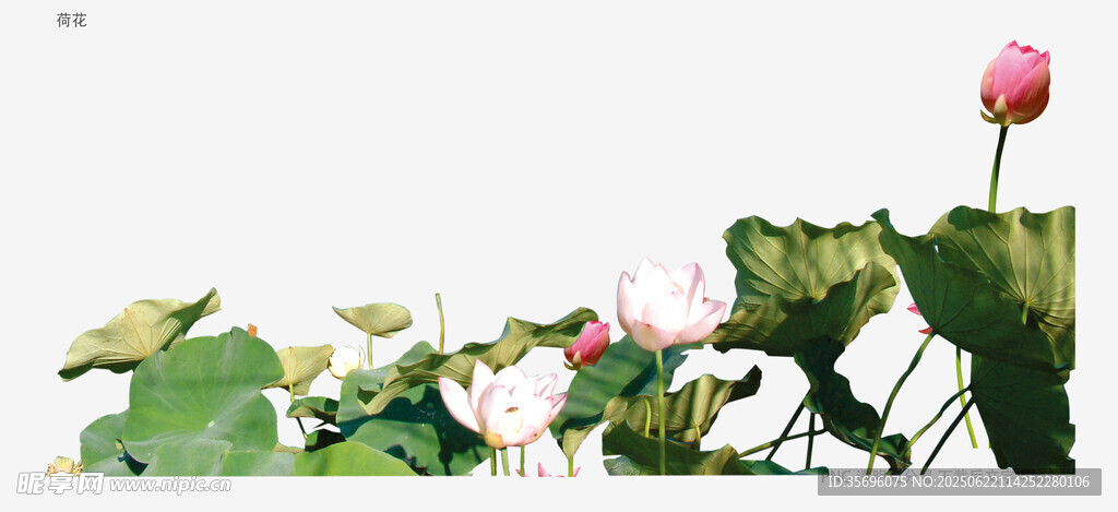 植物