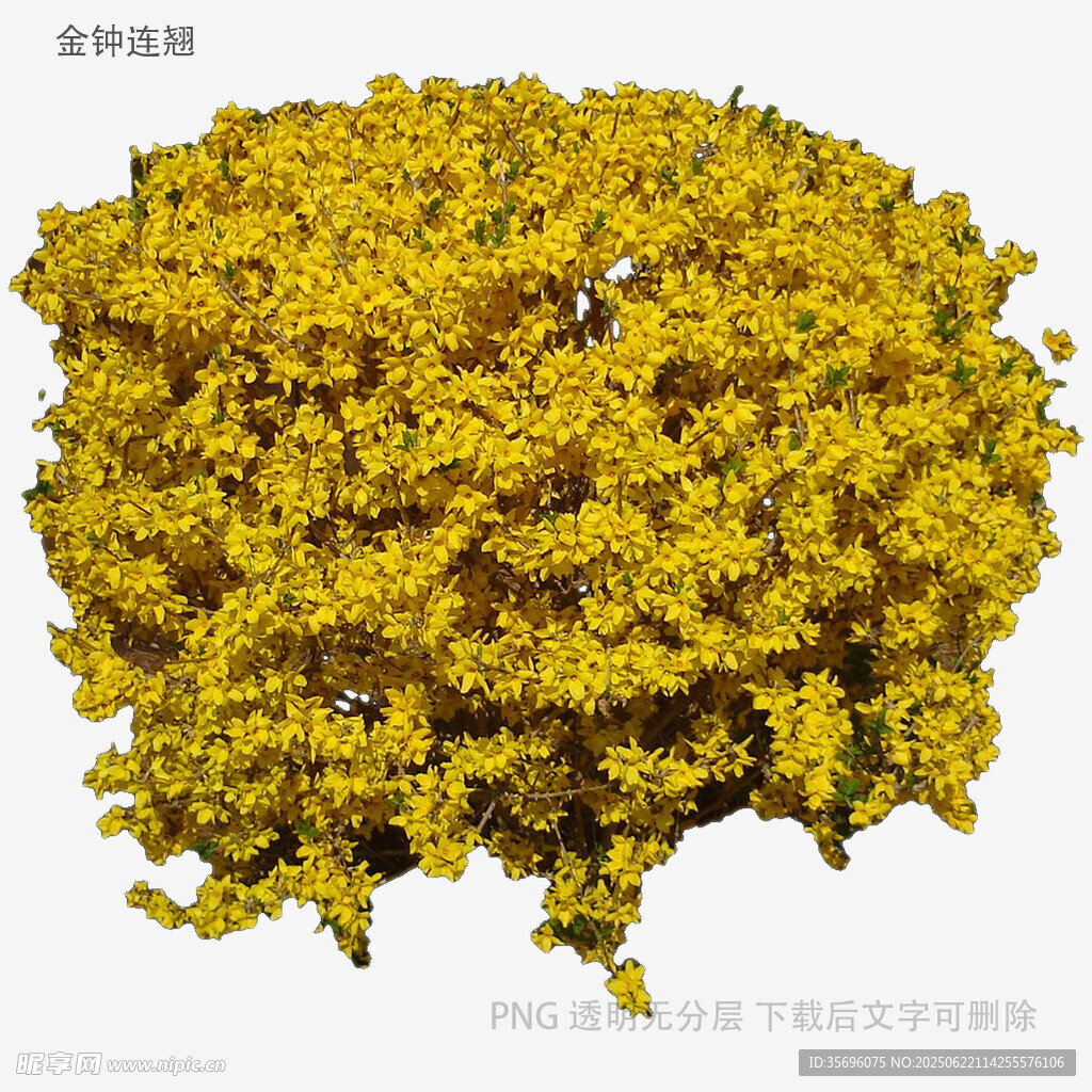 金黄繁茂的花卉植物