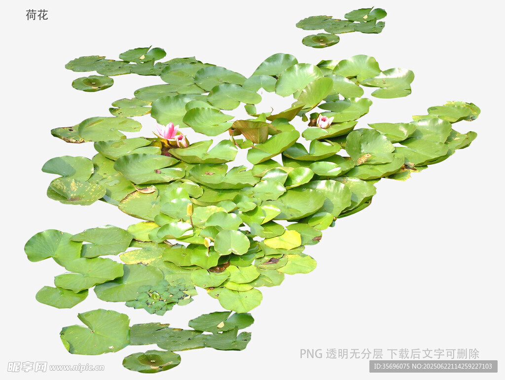 荷叶上的多彩昆虫